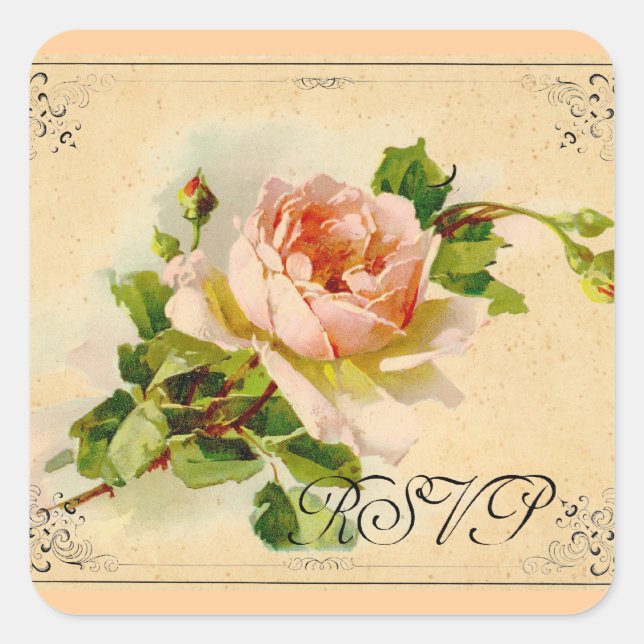 Viktorianisch Rosa Rose Quadratischer Aufkleber (Vorderseite)
