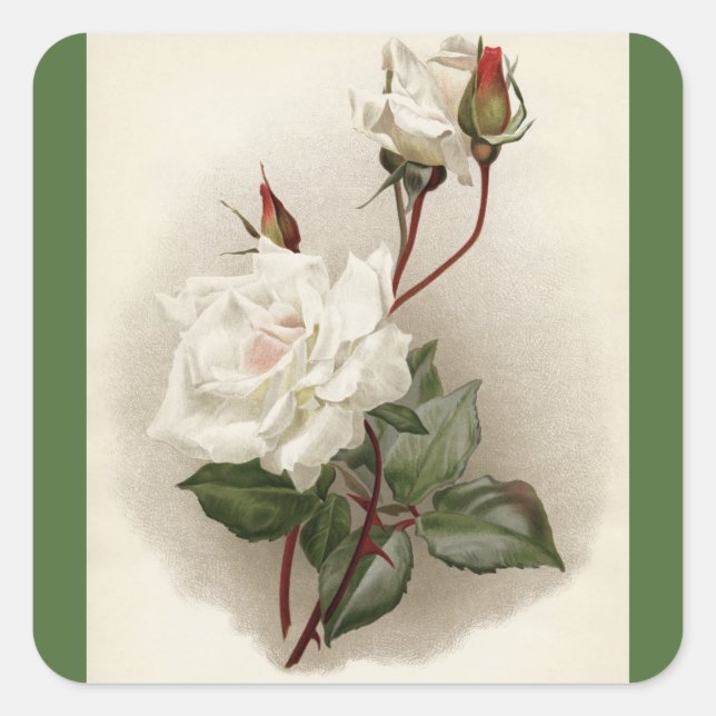 Viktorianisch White Roses Green Quadratischer Aufkleber (Vorderseite)