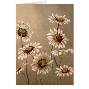 Viktorianische Gänseblümchen