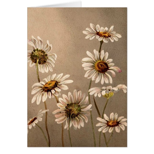 Viktorianische Gänseblümchen (Vorne)