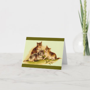 Viktorianische Kätzchen