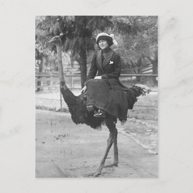 Viktorianische komische Frau Riding Ostrich Postkarte (Vorderseite)