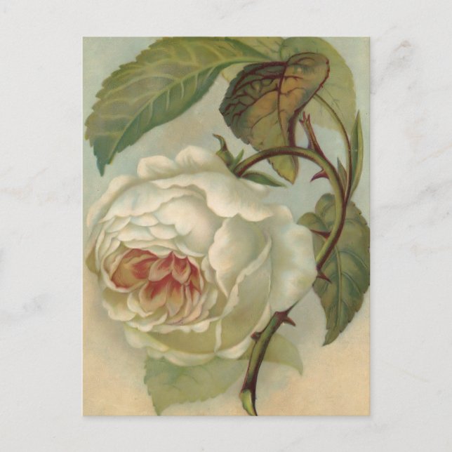 Viktorianische Rose Postkartenabbildung Postkarte (Vorderseite)