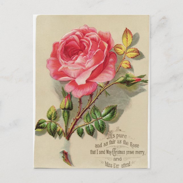 Viktorianische Rose Weihnachten Postkarte (Vorderseite)