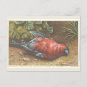 Viktorianische Weihnachtskarte mit totem Vogel Postkarte