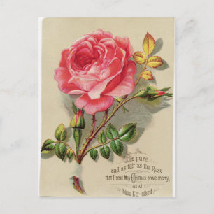 Viktorianische Weihnachtsrose Postkarte