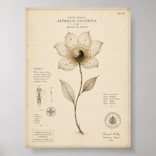 Viktorianischer Himmelsbotanik-Museumsdruck Poster