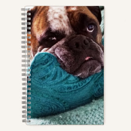 Viktorianisches Bulldog Foto 8x5 Notebook Notizbuch