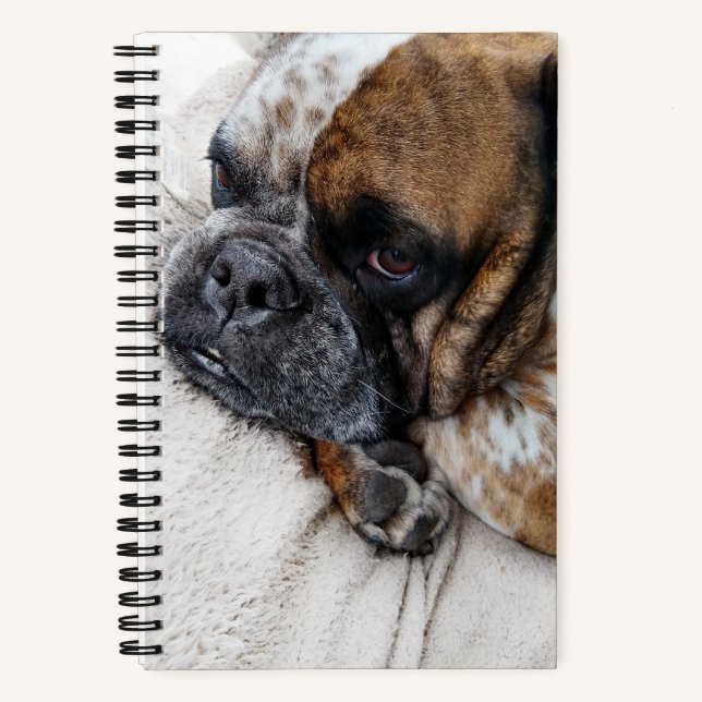 Viktorianisches Bulldog-Foto 8x5-Notebook Notizbuch (Vorderseite)