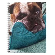 Viktorianisches Bulldog Foto 9x6 Notebook