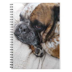 Viktorianisches Bulldog-Foto 9x6 Notizblock