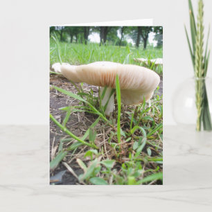 "Village Mushroom #1" Osterkarte Karte