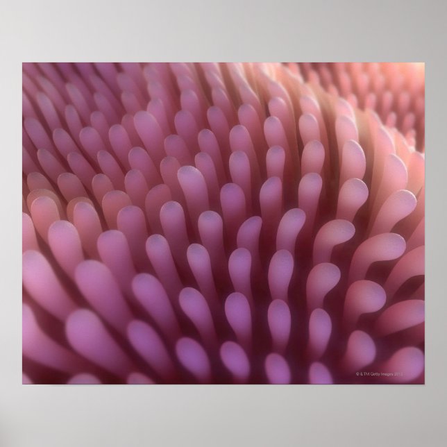 Villi Poster (Vorne)