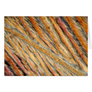 Vin au microscope - Chardonnay