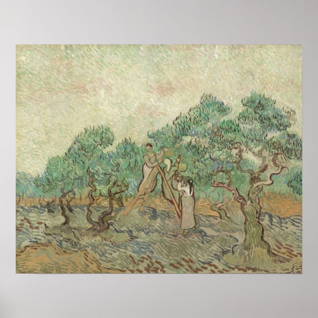 Vincent Van Gogh | Der Olivenhain Poster (Vorne)