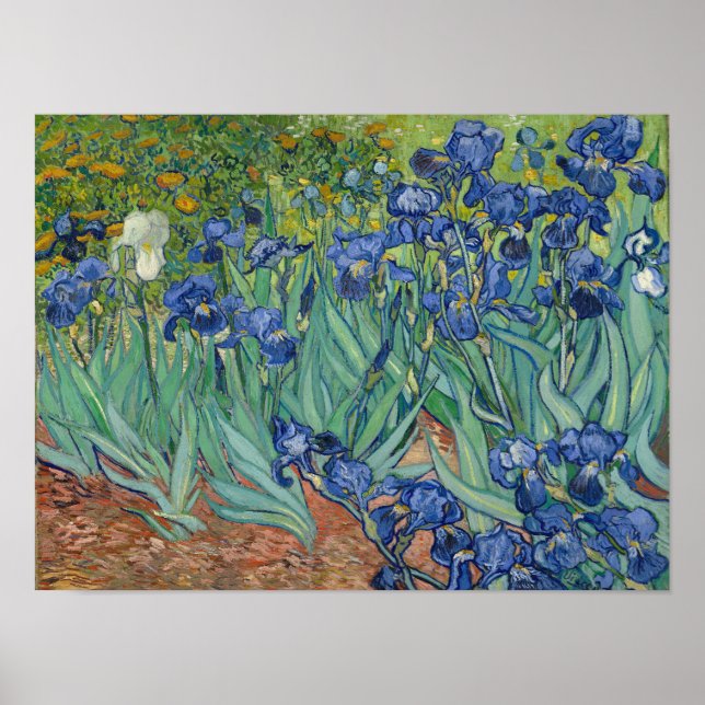 Vincent Van Gogh Irises Poster Print (Vorne)