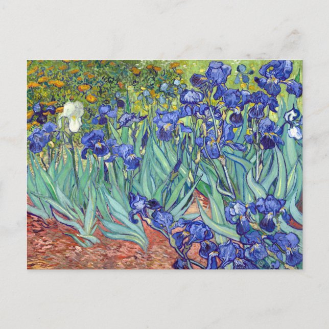Vincent van Gogh Irises Postkarte (Vorderseite)