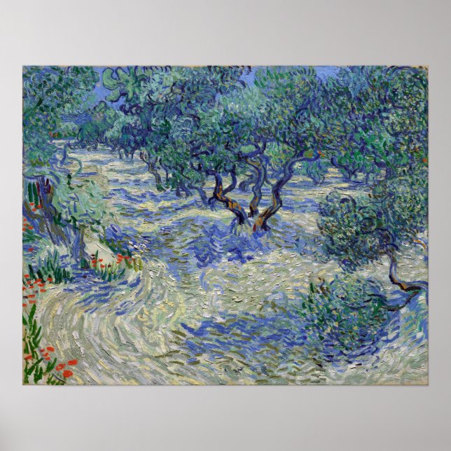 Vincent van Gogh Olive Orchard Poster (Vorne)