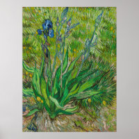 Vincent van Gogh Solitary Iris in Bloom Botanical