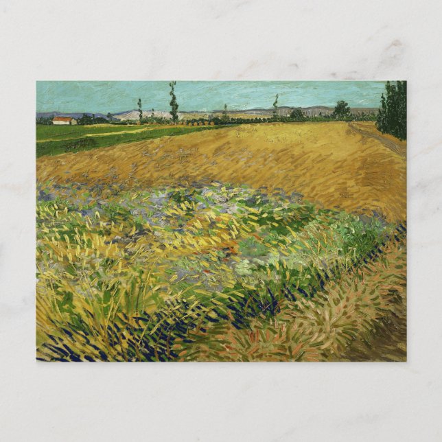 Vincent Van Gogh, Wheatfield, Korenveld Postkarte (Vorderseite)