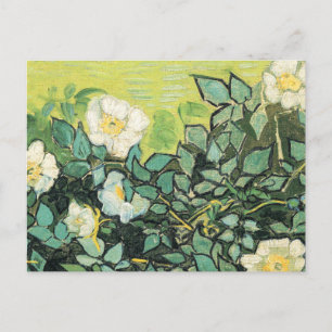 Vincent Van Gogh - Wilde Rose 1890 Postkarte