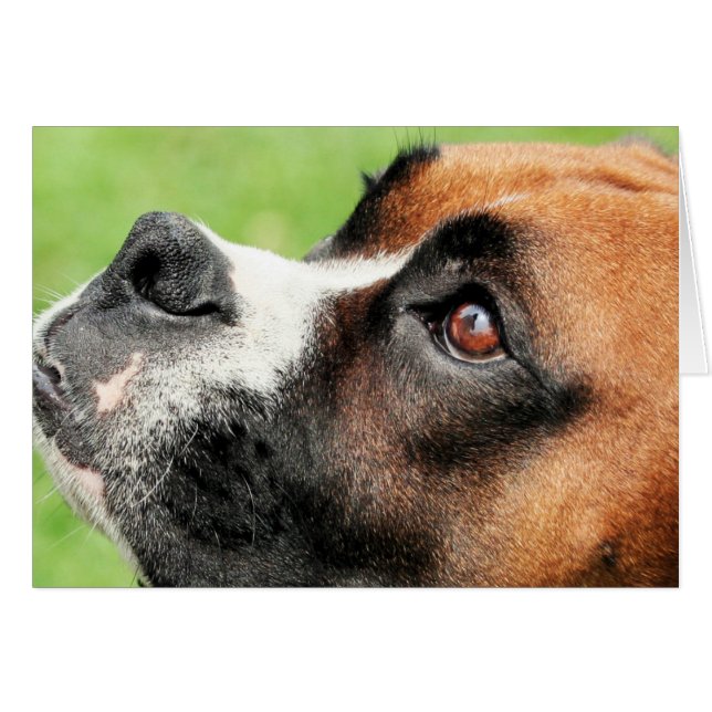 Vindy et chiots - photo 04 (Devant horizontal)