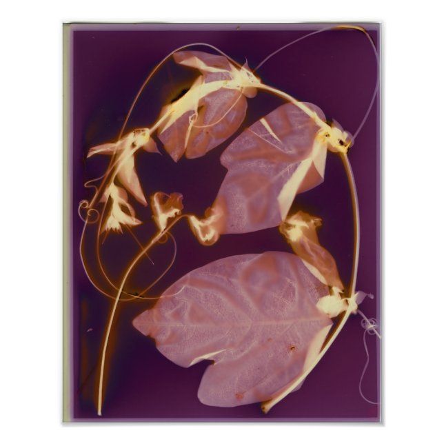 Vine Lumen Print Fotodruck (Vorne)