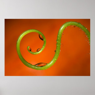 Vine tendral with water, California Poster