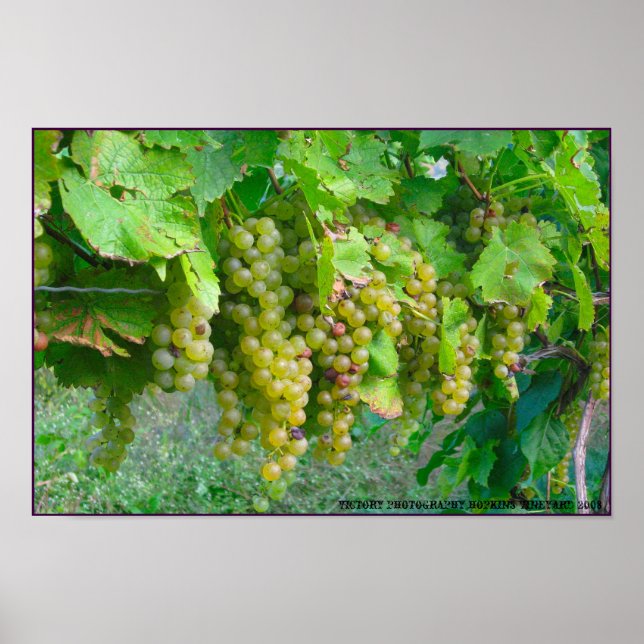 Vineyard Grapes Poster (Vorne)