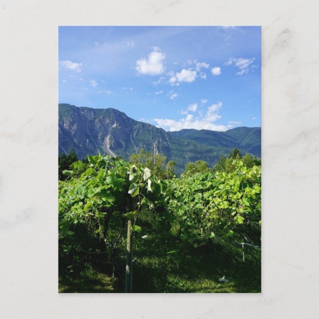 Vineyard South BC, Kanada Postkarte (Vorderseite)