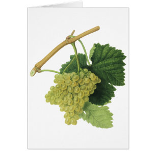 Vins blancs sur la vigne, fruits alimentaires Vint