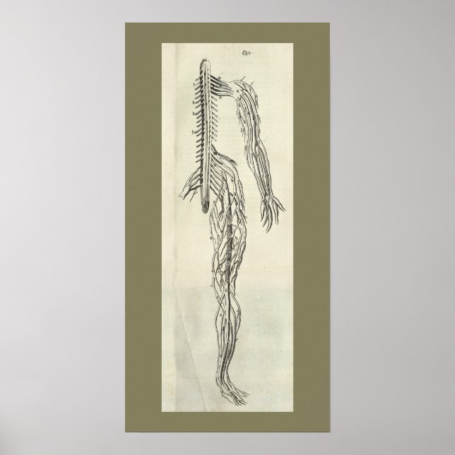 Vintag 1686 Nerves Anatomie drucken Poster (Vorne)