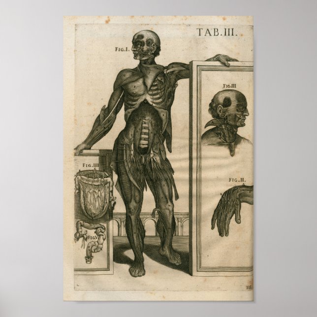 Vintag 1741 Muskelanatomie Druck Poster (Vorne)