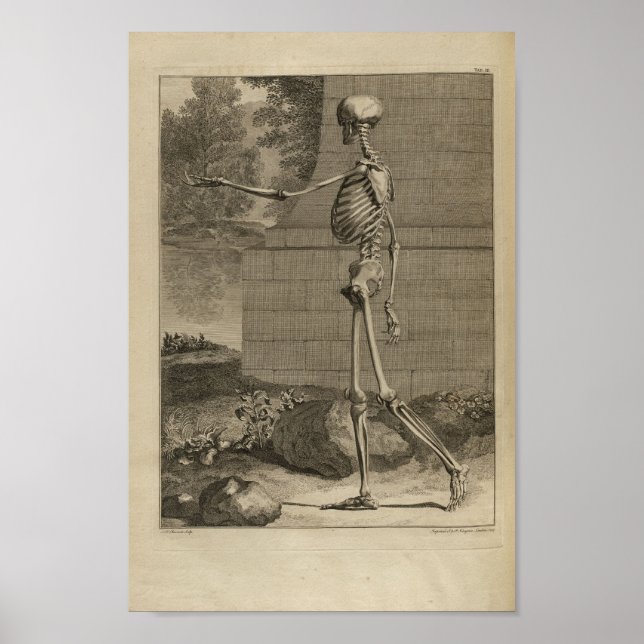 Vintag 1749 Skelettanatomie Druck Poster (Vorne)