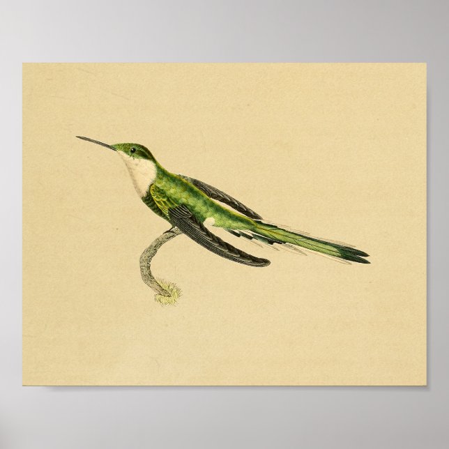 Vintag 1830 Hummingbird Print Green Black Poster (Vorne)