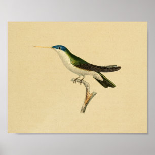 Vintag 1830 Hummingbird Print Green Blue Poster