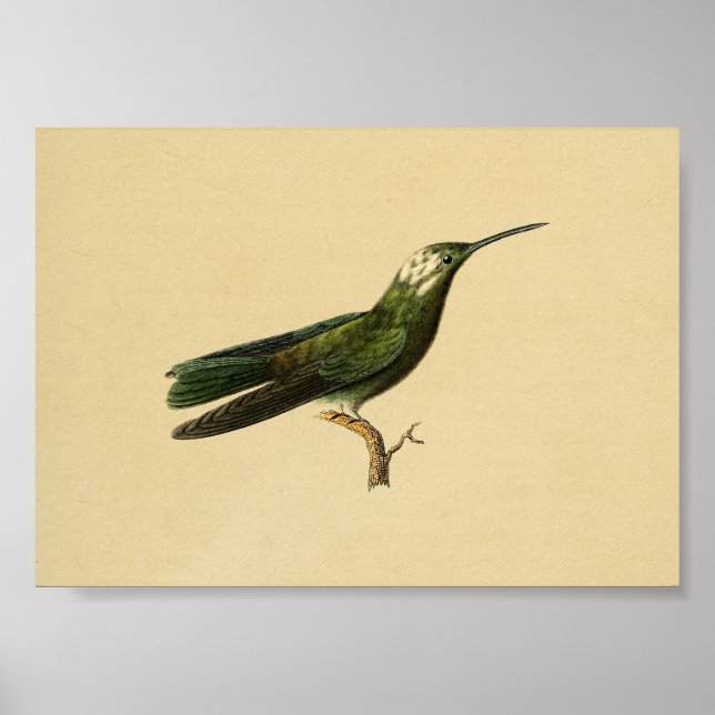 Vintag 1830 Hummingbird Print Green Poster (Vorne)