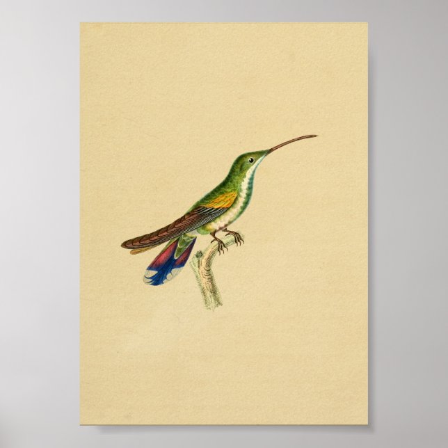 Vintag 1830 Hummingbird Print Red Blue Poster (Vorne)