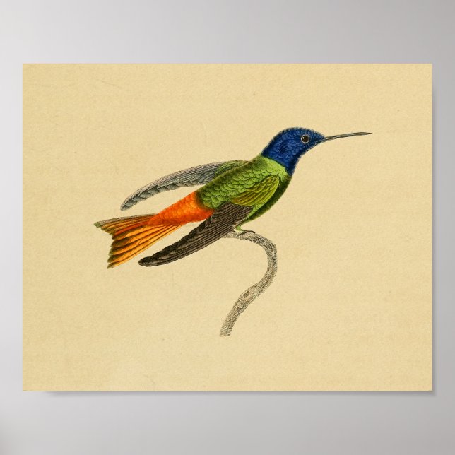 Vintag 1830 Hummingbird Print Red Blue Poster (Vorne)