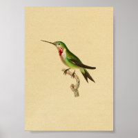 Vintag 1830 Hummingbird Print Ruby Throated