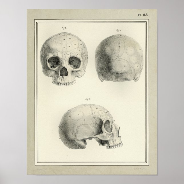 Vintag 1831 Anatomie des menschlichen Schädels Dru Poster (Vorne)