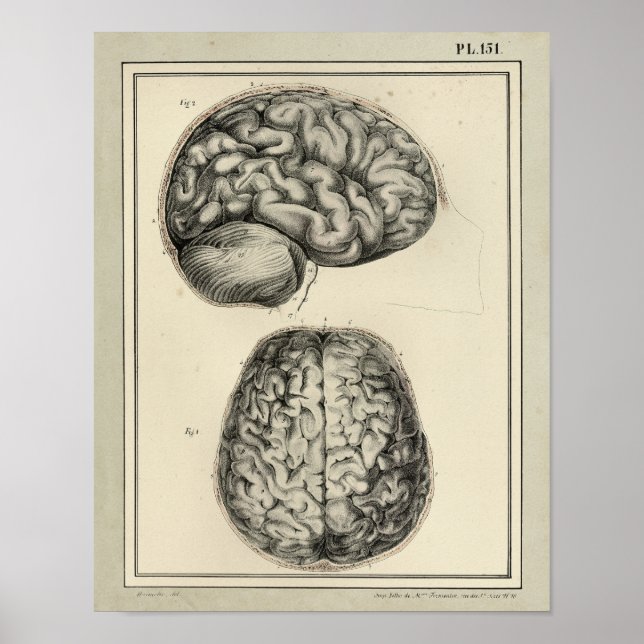 Vintag 1831 Gehirnanatomie drucken Poster (Vorne)