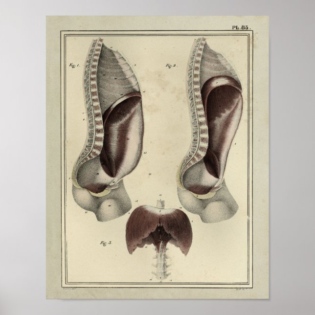 Vintag 1831 Membrane Muskelanatomie Druck Poster (Vorne)
