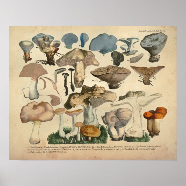 Vintag 1831 Mushroom Variety Blue Brown Print Poster (Vorne)
