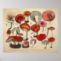 Vintag 1831 Mushroom Variety Red Orange Print