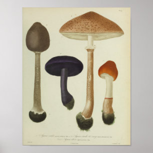 Vintag 1841 Lila braune Pilze Kunst, Dichtung und Poster