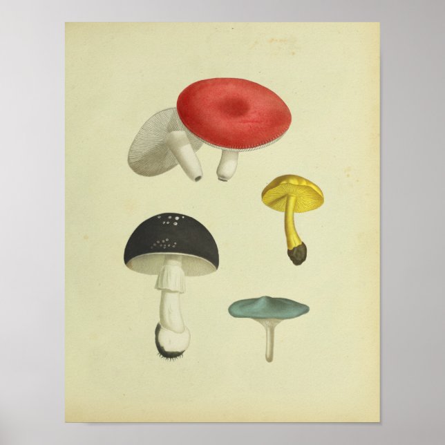 Vintag 1841 Rot-Blau-Pilze-Pilze Kunstdrucken Poster (Vorne)