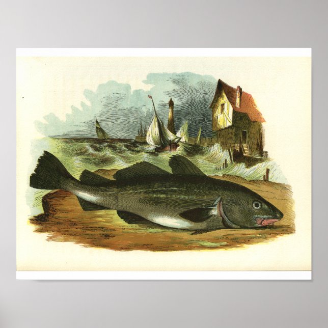 Vintag 1859 Kabeljaufisch Fisch Print FolkArt Poster (Vorne)