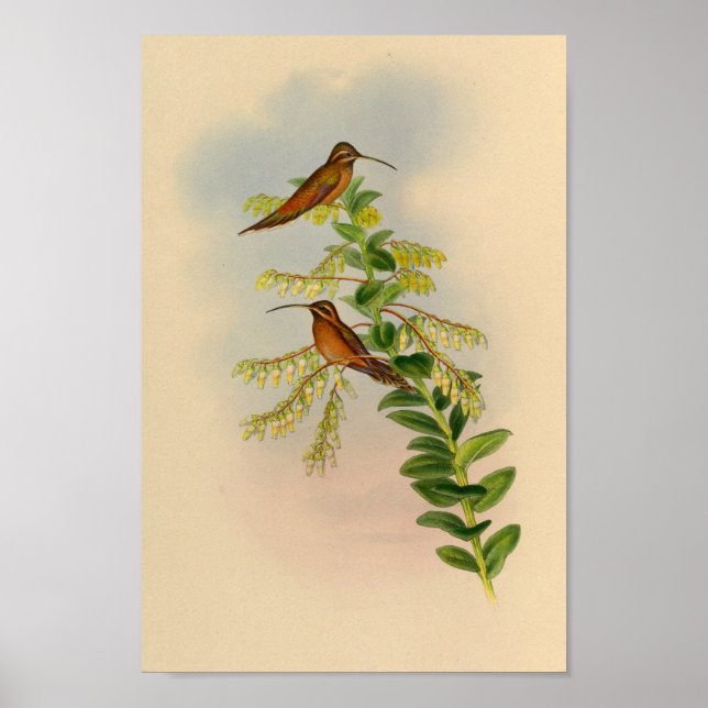 Vintag 1861 Hermit Hummingbird Print Poster (Vorne)