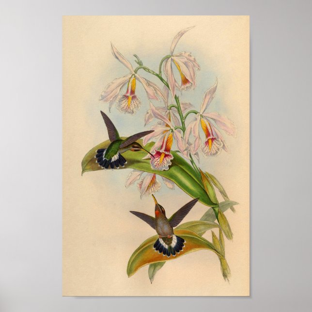 Vintag 1861 Hermit Hummingbird Print Poster (Vorne)